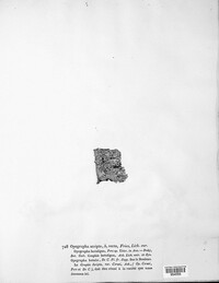 Graphis scripta image